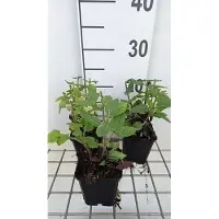 GRDplanten 6 plantas de Salvia nem 'Rose Marvel' (Salvia ornamental), variedad "Rose Marvel" - maceta de 9 x 9 cm