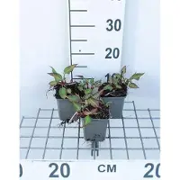 GRDplanten 6 plantas de *Persicaria ampl.* 'J.s. Calor' (también conocida como "Kerzenknöterich"), en maceta de 9 x 9 cm