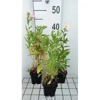 GRDplanten 6 plantas de *Oenothera speciosa* (Onagra), en maceta de 9 x 9 cm