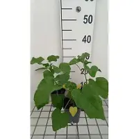 GRDplanten 6 x Lavatera híbrida 'Blushing Bride' - Malva arbustiva - Maceta de 9 x 9 cm