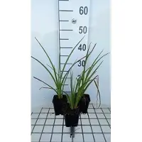 GRDplanten 6 x *Kniphofia hybr.* 'Wrexham Buttercup' - Lirio antorcha - Maceta de 9 x 9 cm