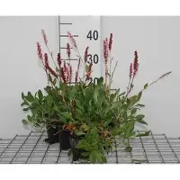 GRDplanten 6 plantas de *Persicaria aff. 'Darjeeling Red'* (también conocida como "Kerzenknöterich"), en macetas de 9 x 9 cm