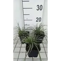 GRDplanten 6 plantas de Carex conica 'Snowline' (uña de gato) - Maceta de 9x9 cm