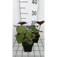 GRDplanten 6 x *Ligularia dentata* 'Midnight Lady' - Ligularia (también conocida como "Goldkolben") - Maceta de 9 x 9 cm