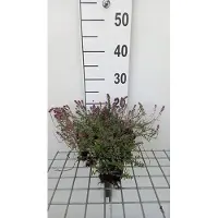 GRDplanten 6 plantas de tomillo (*Thymus pul.* 'Foxley') - Tomillo - Maceta de 9 x 9 cm