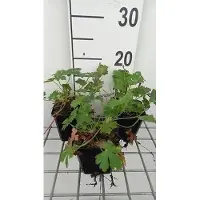 GRDplanten 6 geranios de maceta, variedad 'Harz' (Geranium cant.), en macetas de 9 x 9 cm