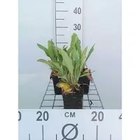 GRDplanten 6 plantas de *Limonium latifolium* (Limonium), en maceta de 9 x 9 cm