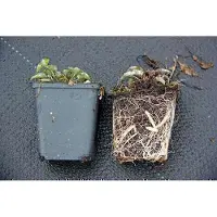 GRDplanten 6 plantas de *Campanula pyramidalis* (bergminze), en maceta de 9 x 9 cm