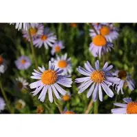 GRDplanten 6 plantas de Aster, variedad 'Warnburgstern' (Aster de otoño), en maceta de 9 x 9 cm