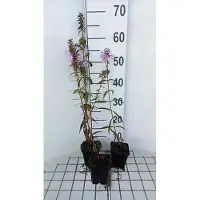 GRDplanten 6 plantas de flox (Phlox) variedad 'Rosalinde' - también conocida como "Flammenblume" - en maceta de 9 x 9 cm
