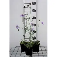GRDplanten 6 plantas de *Scabiosa col.* variedad 'Butterfly Blue' (Skabiose), en maceta de 9 x 9 cm
