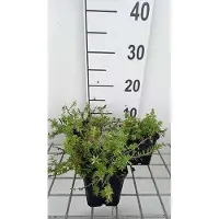 GRDplanten 6 x Phuopsis stylosa (crucianella stylosa) - Scheinwaldmeister - Maceta de 9 x 9 cm