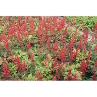 GRDplanten 6 x Astilbe (a) 'Spinell' - Astilbe ornamental - Maceta de 9 x 9 cm