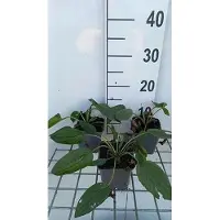 GRDplanten 6 x *Rudbeckia fulgida* 'Little Goldstar' - Rudbeckia (también conocida como "girasol americano") - Maceta de 9 x 9 cm