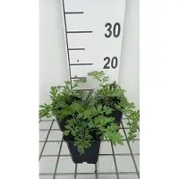 GRDplanten 6 x *Tanacetum* (c) 'Robinson's Rose' - Margarita - Maceta de 9 x 9 cm