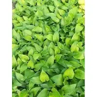 GRDplanten 6 x Hosta híbrida 'Purple Heart' - Hosta - Maceta de 9 x 9 cm