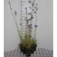 GRDplanten 6 x Campanula pers. 'Grandiflora Coerulea' - Campanilla persa 'Grandiflora Coerulea' - Maceta de 9 x 9 cm