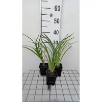 GRDplanten 6 x *Hemerocallis hybr.* 'El desperado' - lirio de día híbrido - maceta de 9 x 9 cm