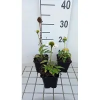 GRDplanten 6 x Echinacea purpurea 'Avalanche' - Equinácea púrpura - Maceta de 9 x 9 cm