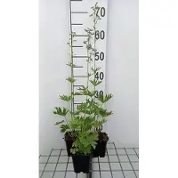 GRDplanten 6 x Delphinium (b) 'Cliveden Beauty' - Delphinio - Maceta de 9 x 9 cm