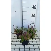 GRDplanten 6 plantas de *Thymus pulegioides* (tomillo silvestre) - Maceta de 9 x 9 cm