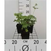 GRDplanten 6 x Geranio silvestre 'Mayflower' - Geranio silvestre - Maceta de 9 x 9 cm