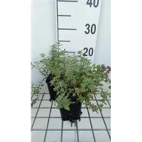 GRDplanten 6 plantas de *Nepeta faas* 'Blue Wonder' (hierba gatera), en maceta de 9 x 9 cm
