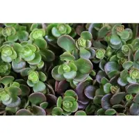 GRDplanten 6 x Sedum 'Makinoi' - Sedum de hojas carnosas - Maceta de 9 x 9 cm
