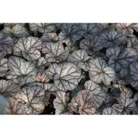 GRDplanten 6 x Heuchera híbrida 'Cinnabar Silver' - Heuchera ornamental - Maceta de 9 x 9 cm