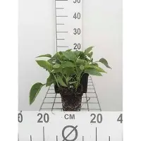 GRDplanten 6 plantas de *Symphytum grandiflorum* (Beinwell), en maceta de 9 x 9 cm