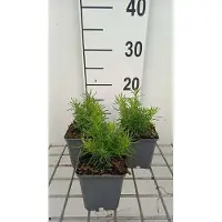 GRDplanten 6 plantas de *Santolina chamaecyparis* 'Lemon Fizz' (santolina), en maceta de 9 x 9 cm