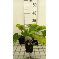 GRDplanten 6 x *Brunnera macrophylla* 'White Zebra' - Omphalodes del Cáucaso - Maceta de 9 x 9 cm