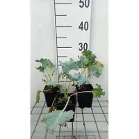 GRDplanten 6 x *Crambe maritima* (Colza) - Maceta de 9 x 9 cm