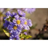 GRDplanten 6 unidades de Aster (Aster novabelgii) 'Marie Ballard' - Aster de otoño - Maceta de 9 x 9 cm