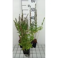 GRDplanten 6 plantas de *Lythrum salicaria* 'Robin', variedad 'Robin', de Weiderich, en maceta de 9 x 9 cm