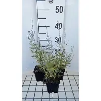 GRDplanten 6 x *Perovskia atriplicifolia* 'Blue Jean Baby' - Blauraute - Maceta de 9 x 9 cm