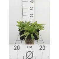 GRDplanten 6 x Campanula glom. 'Acaulis' - Bergminze (Menta de montaña) - Maceta de 9 x 9 cm