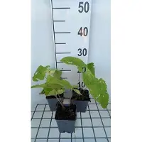 GRDplanten 6 plantas de *Phlomis tubulosa* 'Amazone' (también conocida como "Brandkraut"), en macetas de 9 x 9 cm