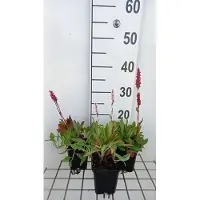 GRDplanten 6 plantas de *Persicaria aff. 'Dimity'* (también conocida como "Kerzenknöterich"), en macetas de 9 x 9 cm