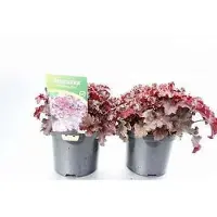 GRDplanten 6 x Heuchera americana 'Melting Fire' - Heuchera americana 'Melting Fire' - Maceta de 9 x 9 cm