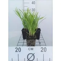 GRDplanten 6 plantas de *Liatris spic.* 'Kobold' (también conocida como "Prachtscharte"), en maceta de 9 x 9 cm