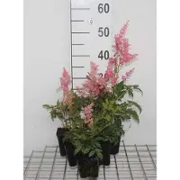 GRDplanten 6 plantas de Astilbe (a) 'Fanal' - Astilbe ornamental - en maceta de 9 x 9 cm