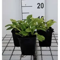 GRDplanten 6 plantas de *Pulmonaria angustifolia* 'Azurea' (también conocida como Braunelle), en macetas de 9 x 9 cm