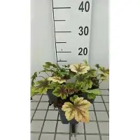 GRDplanten 6 x Heucherella híbrida 'Golden Zebra' - Heucherella híbrida - Maceta de 9 x 9 cm
