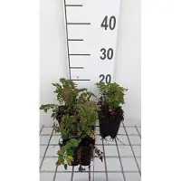 GRDplanten 6 plantas de *Sanguisorba 'Proud Mary'* (Sanguisorba), variedad Pimpinelle, en maceta de 9 x 9 cm