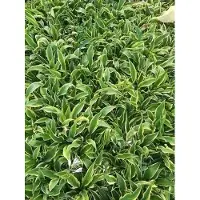 GRDplanten 6 x Hosta híbrida 'Wolverine' - Hosta - Maceta de 9 x 9 cm