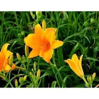 GRDplanten 6 x *Hemerocallis hybr.* 'Aten' - lirio de día híbrido - maceta de 9 x 9 cm