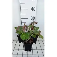 GRDplanten 6 x *Darmera peltata* (también conocida como *Peltiphyllum peltatum*) - Darmera - Maceta de 9 x 9 cm