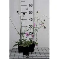 GRDplanten 6 plantas de *Scabiosa col.* variedad 'Pink Mist' (Escabiosa), en maceta de 9 x 9 cm