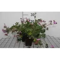 GRDplanten 6 geranios cantantes 'Cambridge' - Maceta de 9 x 9 cm